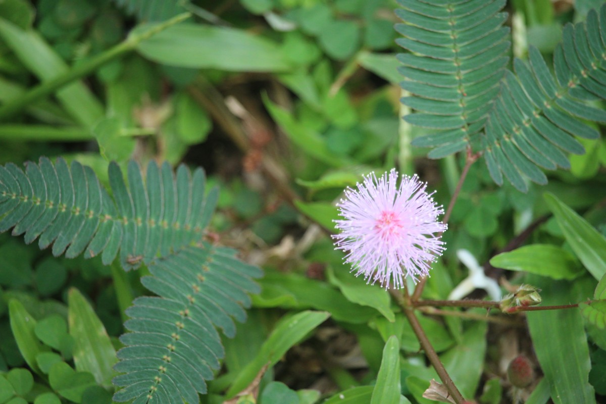 Mimosa pudica L.